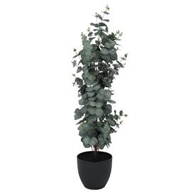 RIPA planta H90 grønt eukalyptus